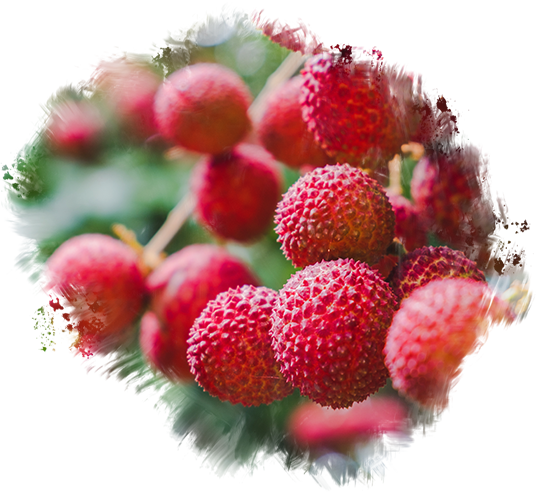 Lichia uma del�cia do ver�o